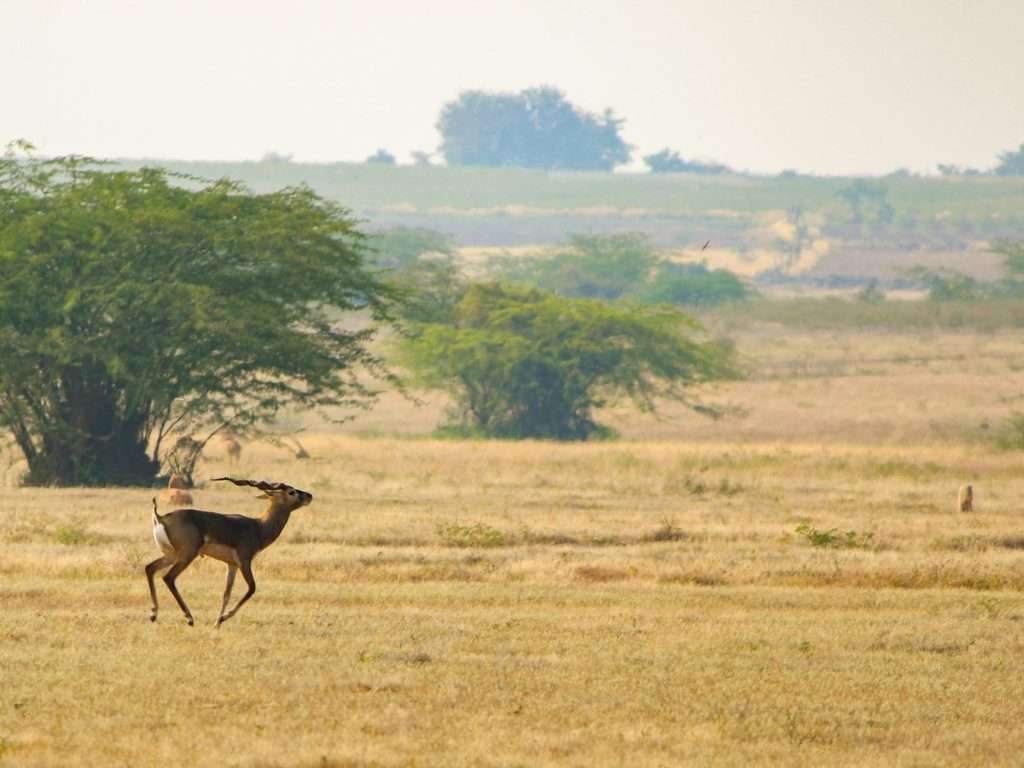 desert sanctuaries, camping, alula
